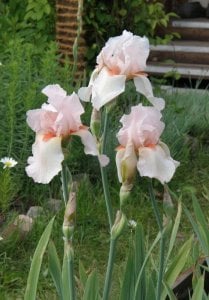 Pink horizon iris süsen çiçeği germanica