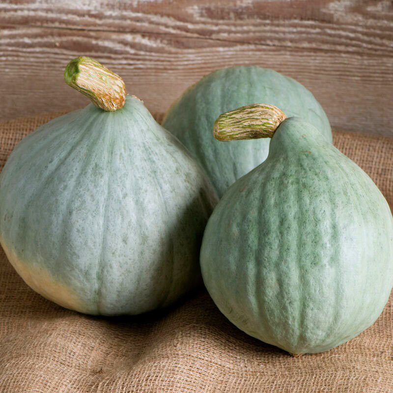 Blue Ballet balkabağı tohumu cucurbita maxima squash