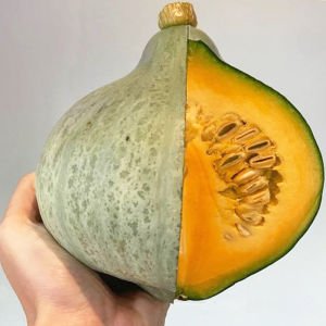 Blue Ballet balkabağı tohumu cucurbita maxima squash