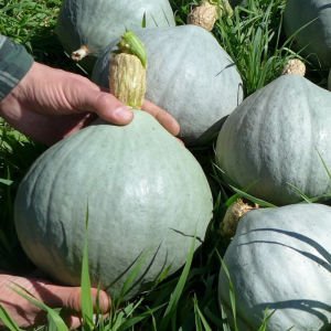 Blue Ballet balkabağı tohumu cucurbita maxima squash