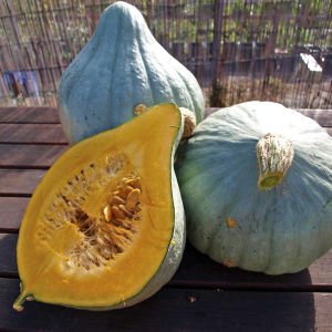 Blue Ballet balkabağı tohumu cucurbita maxima squash