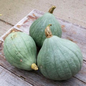 Blue Ballet balkabağı tohumu cucurbita maxima squash