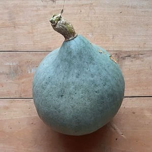 Blue Ballet balkabağı tohumu cucurbita maxima squash