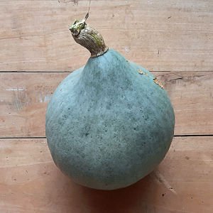 Blue Ballet balkabağı tohumu cucurbita maxima squash