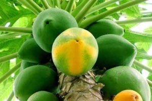 Hawaii solo papaya tohumu