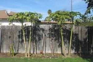 Hawaii solo papaya tohumu