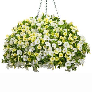 Sarkan calibrachoa çiçeği milyon çanlar çiçeği mix 3 renk 3 fide