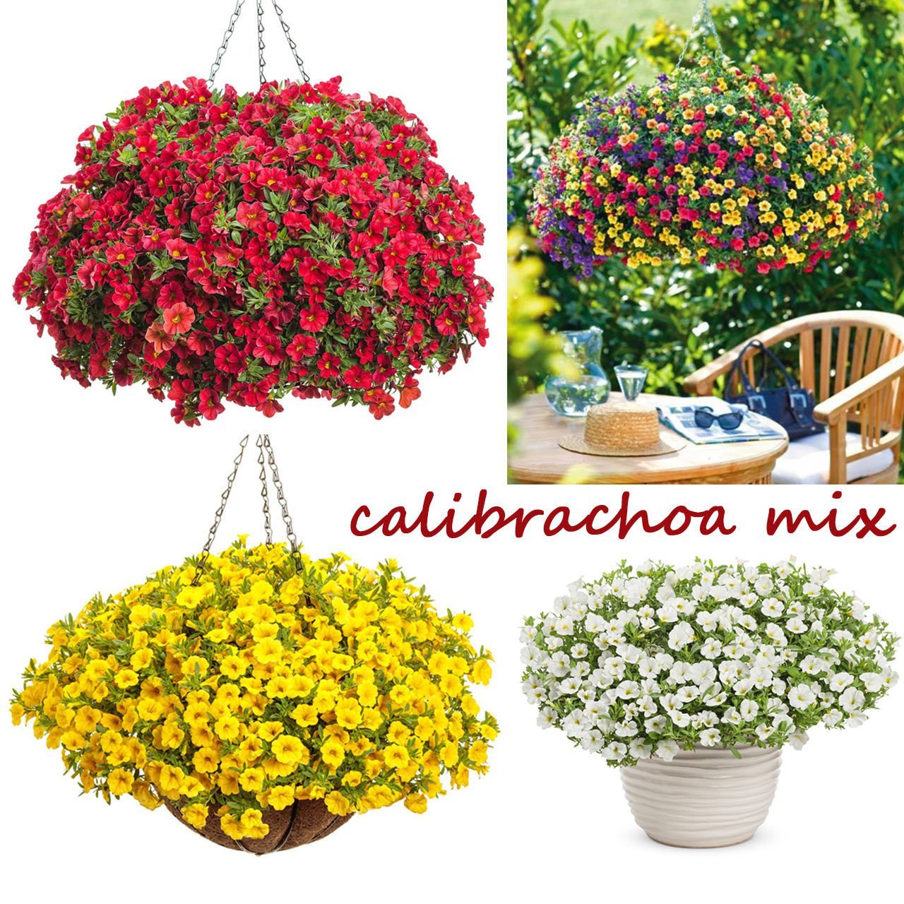 Sarkan calibrachoa çiçeği milyon çanlar çiçeği mix 3 renk 3 fide