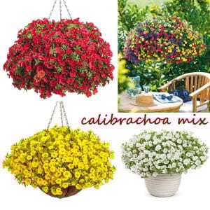 Sarkan calibrachoa çiçeği milyon çanlar çiçeği mix 3 renk 3 fide