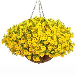 Sarkan calibrachoa çiçeği milyon çanlar çiçeği mix 3 renk 3 fide