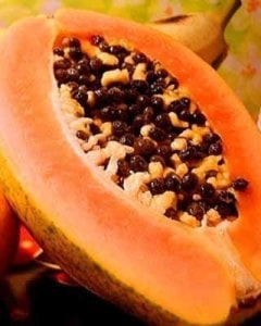 Tropik carica papaya tohumu