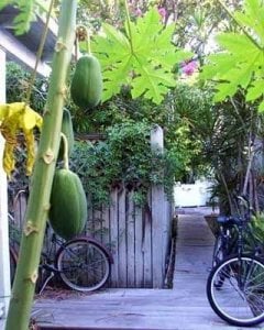Tropik carica papaya tohumu