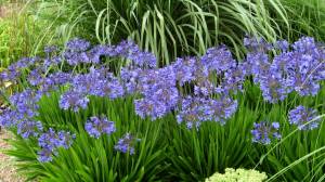 Headbourne mavi agapanthus şevkat çiçeği saksıda