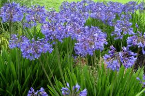 Headbourne mavi agapanthus şevkat çiçeği saksıda
