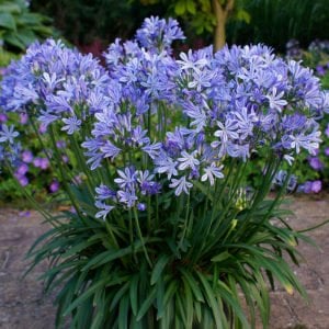 Headbourne mavi agapanthus şevkat çiçeği saksıda