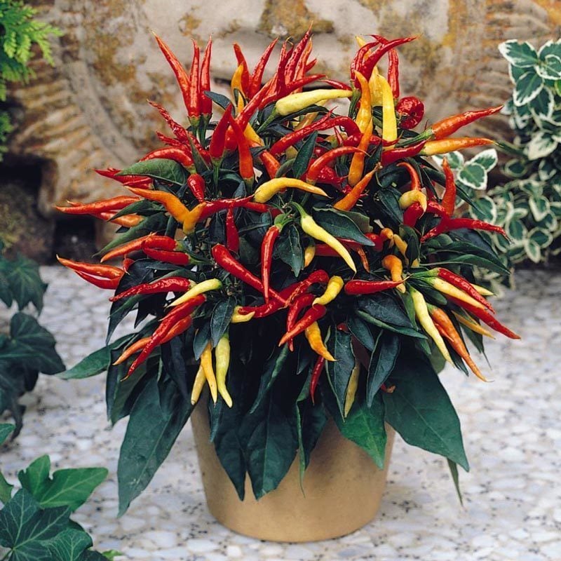 Acı süs biberi tohumu patio fire pepper