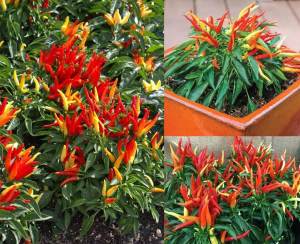 Acı süs biberi tohumu patio fire pepper