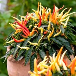 Acı süs biberi tohumu patio fire pepper