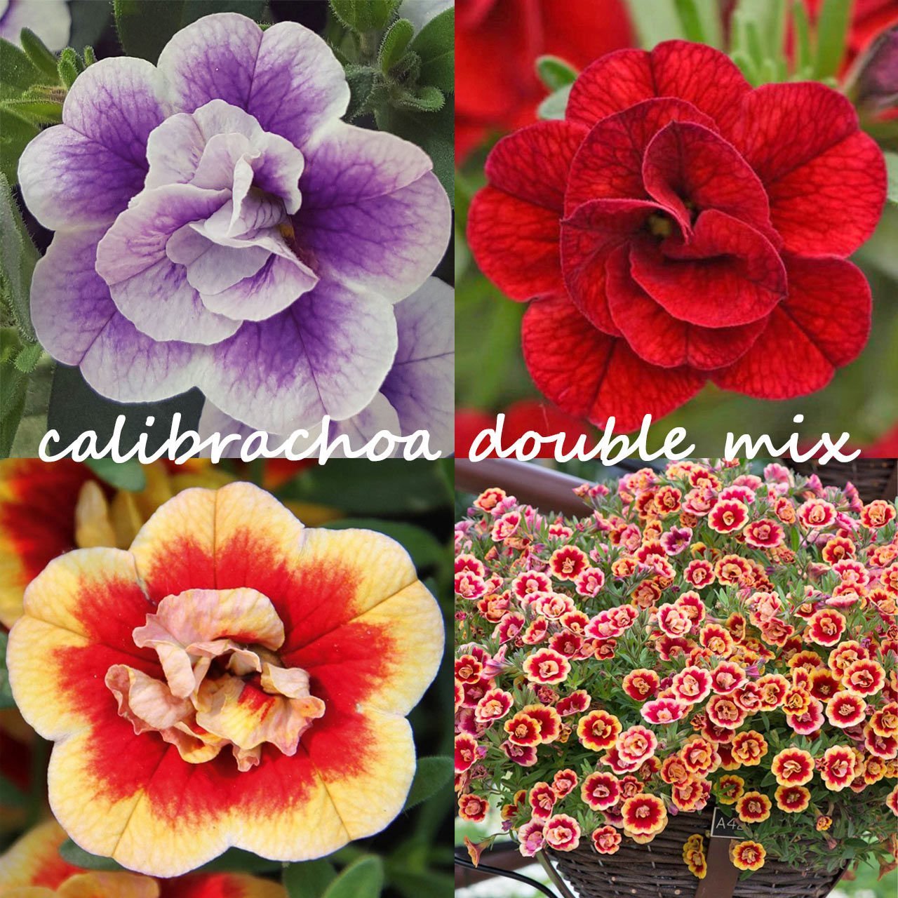 3 renk katlı calibrachoa fidesi sarkan mix 3 adet fide