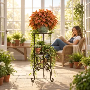 Copa Autumn Leaves Yaprak Güzeli Fidesi