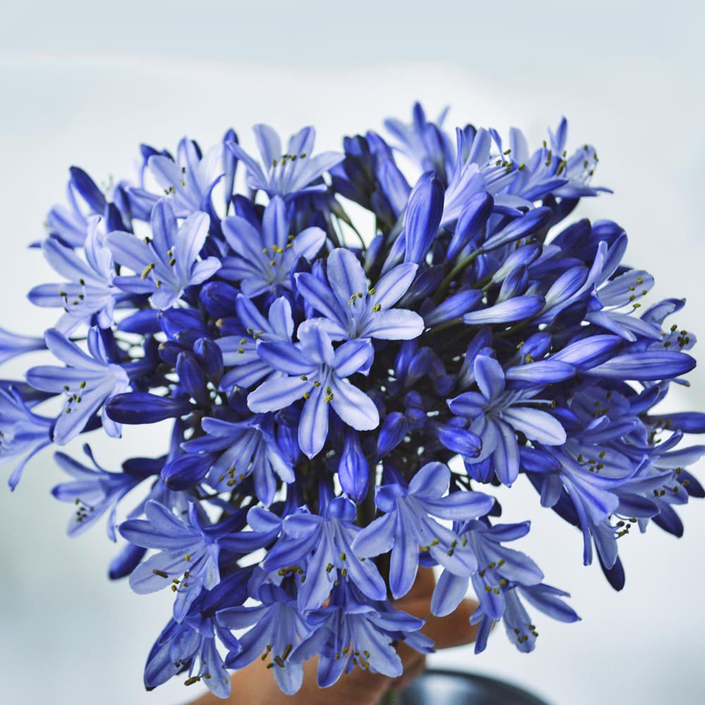 Queen Anne açık mavi agapanthus şevkat çiçeği saksıda