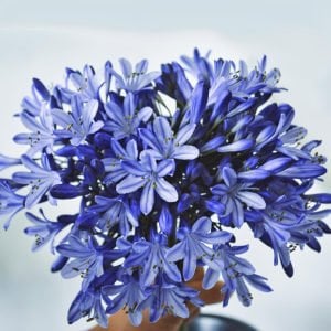 Queen Anne açık mavi agapanthus şevkat çiçeği saksıda