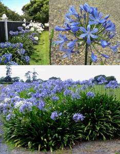 Queen Anne açık mavi agapanthus şevkat çiçeği saksıda