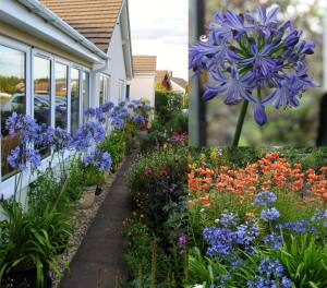 Queen Anne açık mavi agapanthus şevkat çiçeği saksıda