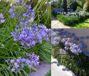 Queen Anne açık mavi agapanthus şevkat çiçeği saksıda
