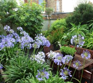 Queen Anne açık mavi agapanthus şevkat çiçeği saksıda