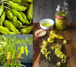 Pepperoncini altın Yunan biberi tohumu
