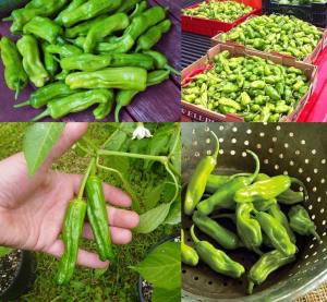 Pepperoncini altın Yunan biberi tohumu