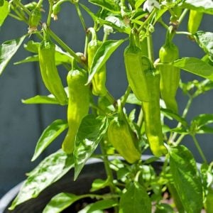 Pepperoncini altın Yunan biberi tohumu