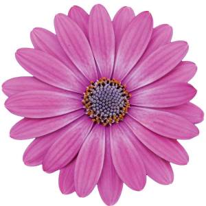 Pembe bodrum papatyası fidesi ithal osteospermum erato bright pink