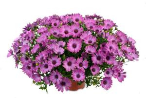 Pembe bodrum papatyası fidesi ithal osteospermum erato bright pink