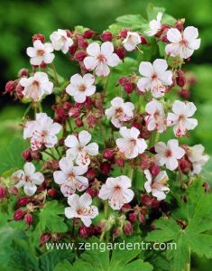 Beyaz pembe ıtır sardunya rizomu dona dayanıklı geranium spessart
