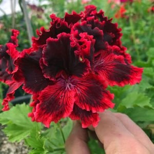 Rimfire canan sardunya fidesi pelargonium regal koleksiyon