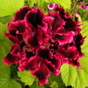 Rimfire canan sardunya fidesi pelargonium regal koleksiyon