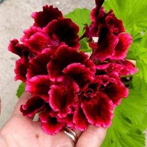 Rimfire canan sardunya fidesi pelargonium regal koleksiyon