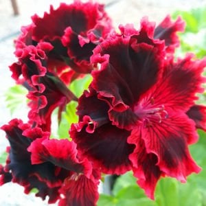 Rimfire canan sardunya fidesi pelargonium regal koleksiyon