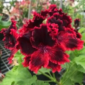 Rimfire canan sardunya fidesi pelargonium regal koleksiyon