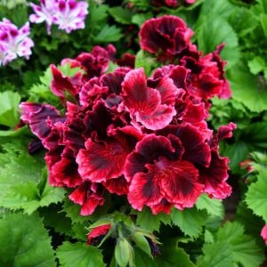 Rimfire canan sardunya fidesi pelargonium regal koleksiyon