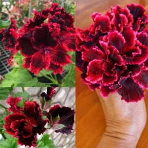 Rimfire canan sardunya fidesi pelargonium regal koleksiyon