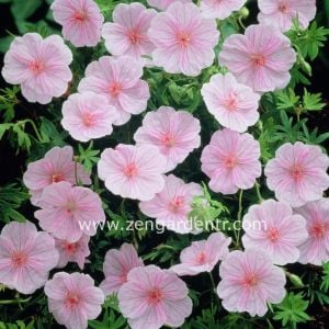 Pembe ıtır sardunya rizomu dona dayanıklı geranium striatum