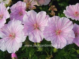 Pembe ıtır sardunya rizomu dona dayanıklı geranium striatum
