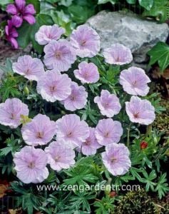 Pembe ıtır sardunya rizomu dona dayanıklı geranium striatum