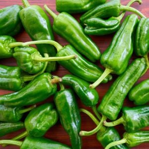 Padron acı biber tohumu