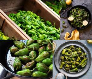 Padron acı biber tohumu