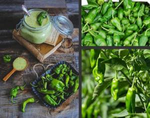 Padron acı biber tohumu