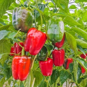 Tatlı kırmızı Asti biber tohumu sweet pepper